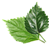 eRacks/LEAF leaves.png